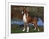 Boxer Dog, Illinois, USA-Lynn M^ Stone-Framed Photographic Print