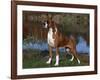 Boxer Dog, Illinois, USA-Lynn M^ Stone-Framed Photographic Print