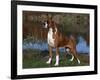 Boxer Dog, Illinois, USA-Lynn M^ Stone-Framed Photographic Print