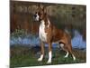 Boxer Dog, Illinois, USA-Lynn M^ Stone-Mounted Photographic Print