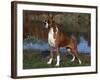 Boxer Dog, Illinois, USA-Lynn M^ Stone-Framed Photographic Print