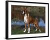 Boxer Dog, Illinois, USA-Lynn M^ Stone-Framed Photographic Print