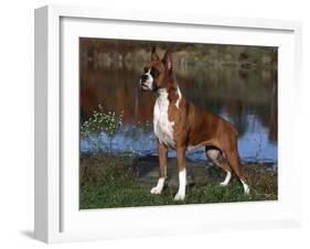 Boxer Dog, Illinois, USA-Lynn M^ Stone-Framed Photographic Print