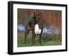 Boxer Dog, Illinois, USA-Lynn M. Stone-Framed Photographic Print