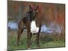 Boxer Dog, Illinois, USA-Lynn M. Stone-Mounted Photographic Print