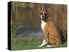 Boxer Dog Near a Pond-Lynn M^ Stone-Stretched Canvas