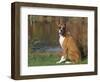 Boxer Dog Near a Pond-Lynn M^ Stone-Framed Photographic Print