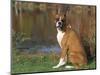 Boxer Dog Near a Pond-Lynn M^ Stone-Mounted Photographic Print