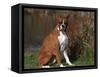 Boxer Dog Sitting, Illinois, USA-Lynn M. Stone-Framed Stretched Canvas