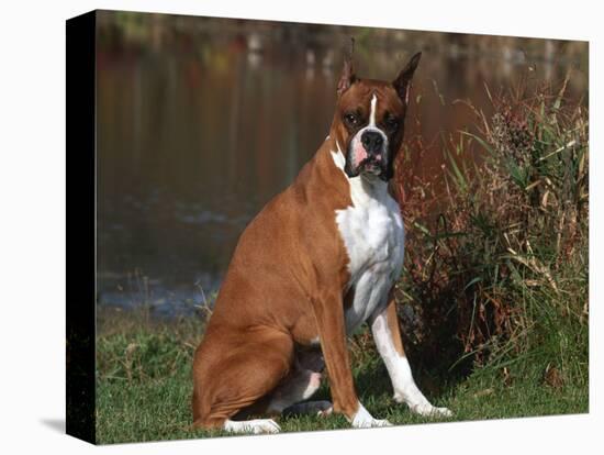 Boxer Dog Sitting, Illinois, USA-Lynn M. Stone-Stretched Canvas