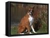 Boxer Dog Sitting, Illinois, USA-Lynn M. Stone-Framed Stretched Canvas