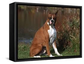 Boxer Dog Sitting, Illinois, USA-Lynn M. Stone-Framed Stretched Canvas