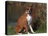 Boxer Dog Sitting, Illinois, USA-Lynn M. Stone-Stretched Canvas