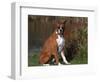 Boxer Dog Sitting, Illinois, USA-Lynn M. Stone-Framed Premium Photographic Print