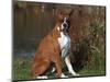 Boxer Dog Sitting, Illinois, USA-Lynn M. Stone-Mounted Premium Photographic Print