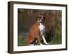 Boxer Dog Sitting, Illinois, USA-Lynn M. Stone-Framed Photographic Print