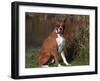 Boxer Dog Sitting, Illinois, USA-Lynn M. Stone-Framed Photographic Print