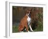 Boxer Dog Sitting, Illinois, USA-Lynn M. Stone-Framed Photographic Print