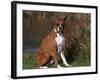 Boxer Dog Sitting, Illinois, USA-Lynn M. Stone-Framed Photographic Print