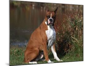 Boxer Dog Sitting, Illinois, USA-Lynn M. Stone-Mounted Photographic Print