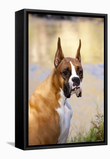 Boxer (Flashy Fawn Male Portrait) Sitting Along Stream, St. Charles, Illinois, USA-Lynn M^ Stone-Framed Stretched Canvas