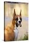 Boxer (Flashy Fawn Male Portrait) Sitting Along Stream, St. Charles, Illinois, USA-Lynn M^ Stone-Stretched Canvas