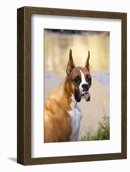 Boxer (Flashy Fawn Male Portrait) Sitting Along Stream, St. Charles, Illinois, USA-Lynn M^ Stone-Framed Photographic Print