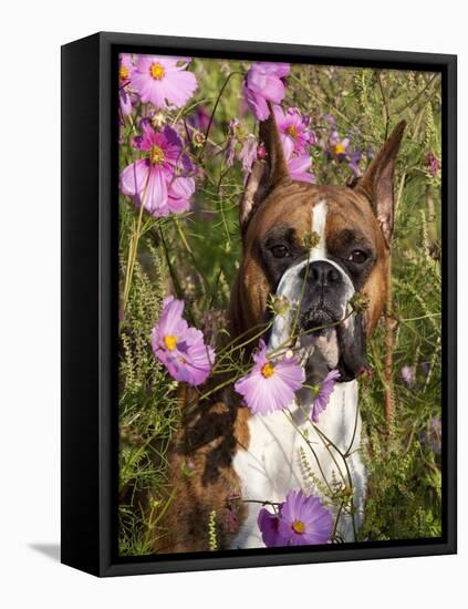 Boxer in Cosmos-Lynn M^ Stone-Framed Stretched Canvas