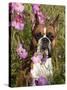 Boxer in Cosmos-Lynn M^ Stone-Stretched Canvas