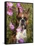 Boxer in Cosmos-Lynn M^ Stone-Framed Stretched Canvas