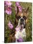 Boxer in Cosmos-Lynn M^ Stone-Stretched Canvas