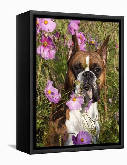 Boxer in Cosmos-Lynn M^ Stone-Framed Stretched Canvas