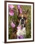 Boxer in Cosmos-Lynn M^ Stone-Framed Photographic Print