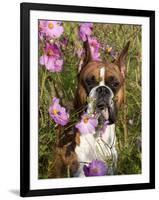 Boxer in Cosmos-Lynn M^ Stone-Framed Photographic Print