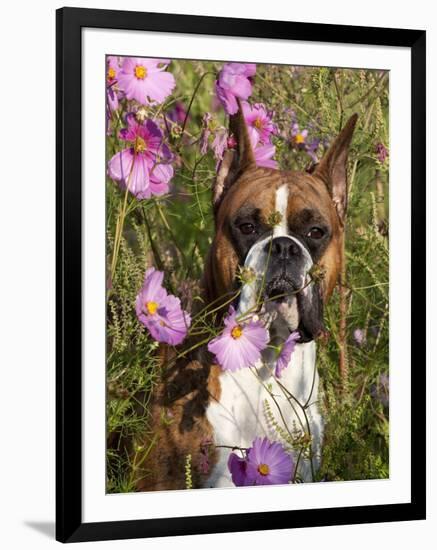 Boxer in Cosmos-Lynn M^ Stone-Framed Photographic Print