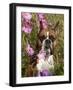 Boxer in Cosmos-Lynn M^ Stone-Framed Photographic Print