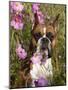 Boxer in Cosmos-Lynn M^ Stone-Mounted Photographic Print