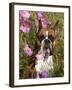 Boxer in Cosmos-Lynn M^ Stone-Framed Photographic Print