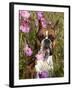 Boxer in Cosmos-Lynn M^ Stone-Framed Photographic Print