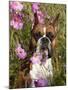 Boxer in Cosmos-Lynn M^ Stone-Mounted Photographic Print