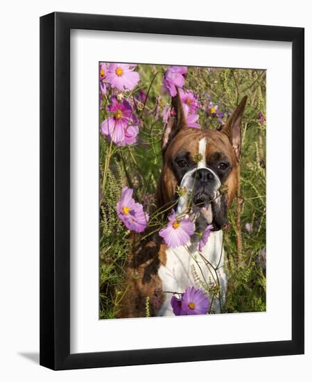 Boxer in Cosmos-Lynn M^ Stone-Framed Photographic Print