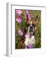 Boxer in Cosmos-Lynn M^ Stone-Framed Photographic Print