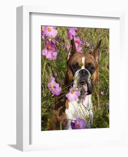 Boxer in Cosmos-Lynn M^ Stone-Framed Photographic Print