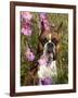 Boxer in Cosmos-Lynn M^ Stone-Framed Photographic Print