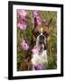 Boxer in Cosmos-Lynn M^ Stone-Framed Photographic Print