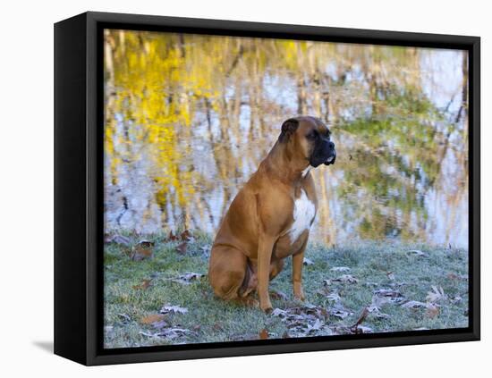 Boxer in Frost-Lynn M^ Stone-Framed Stretched Canvas