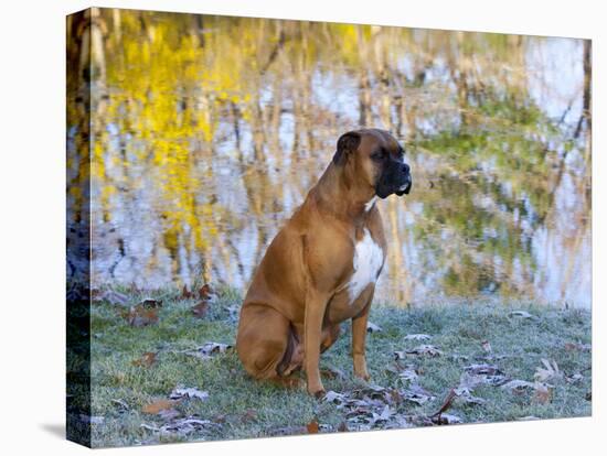 Boxer in Frost-Lynn M^ Stone-Stretched Canvas