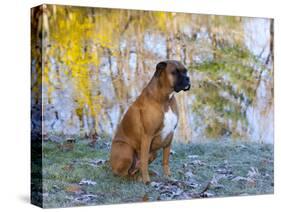 Boxer in Frost-Lynn M^ Stone-Stretched Canvas