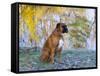 Boxer in Frost-Lynn M^ Stone-Framed Stretched Canvas