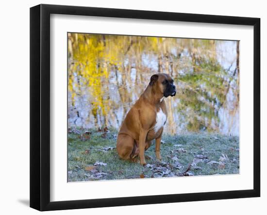 Boxer in Frost-Lynn M^ Stone-Framed Premium Photographic Print